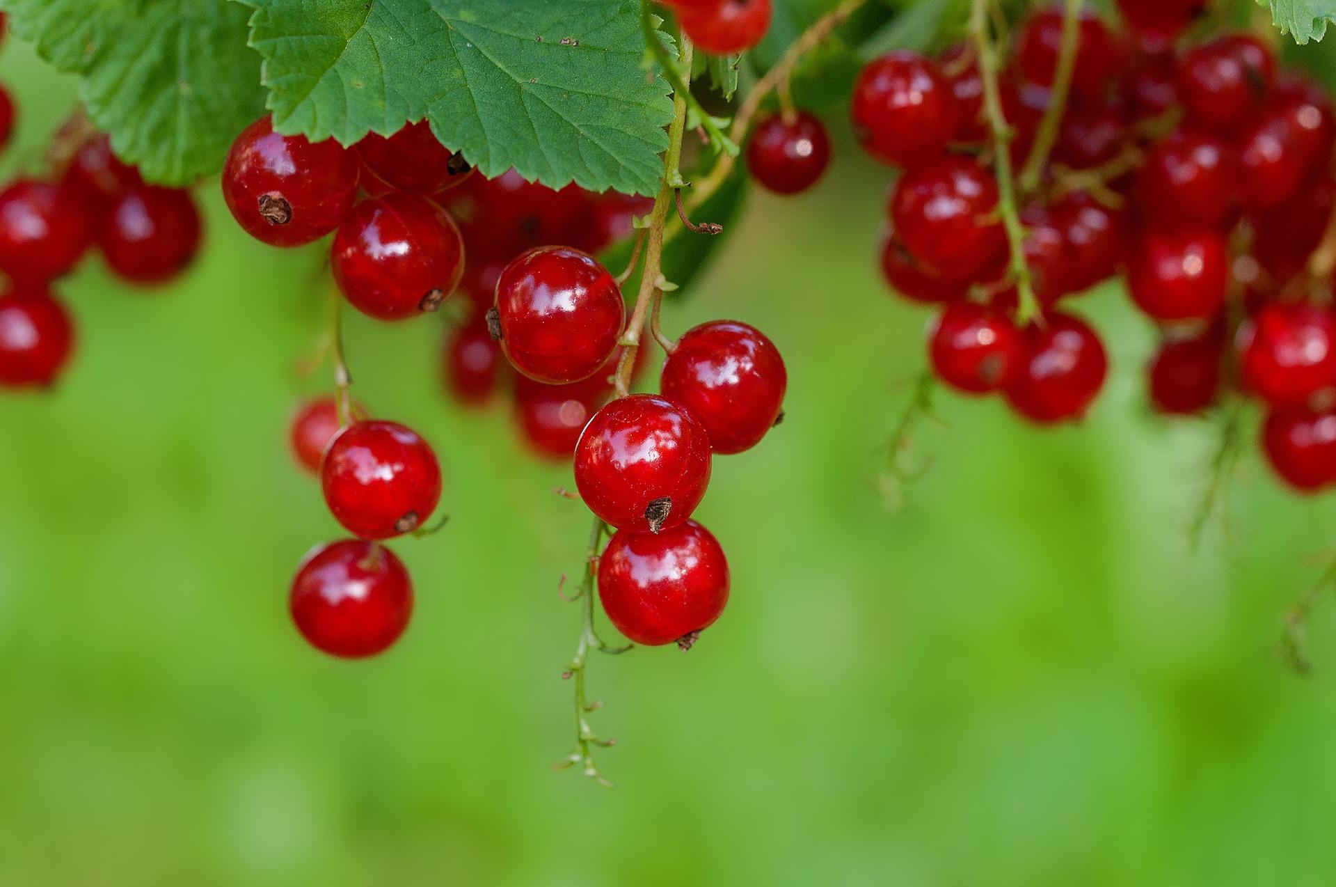 currant berries on a bush