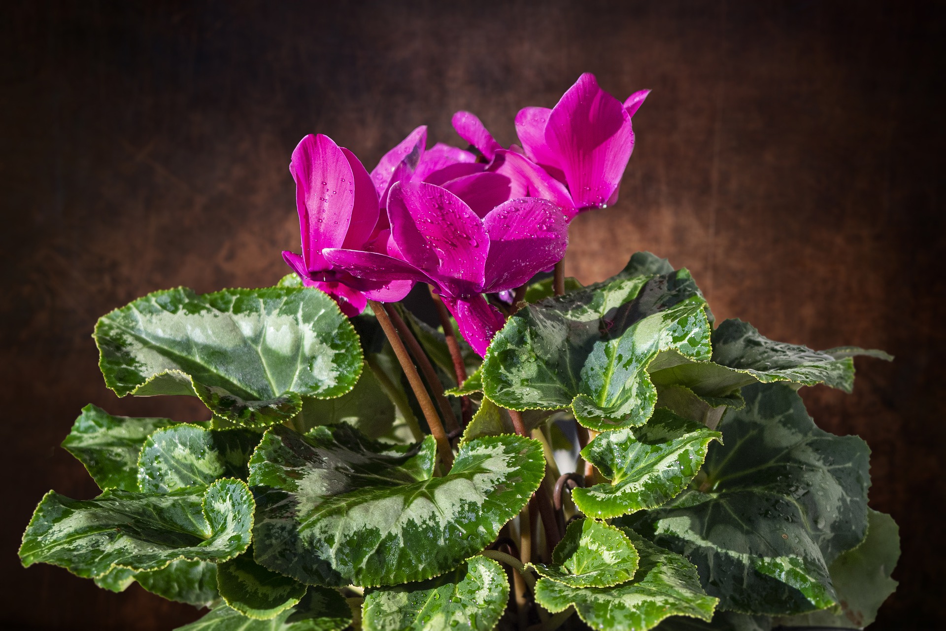 Cyclamen flowers and foliage.