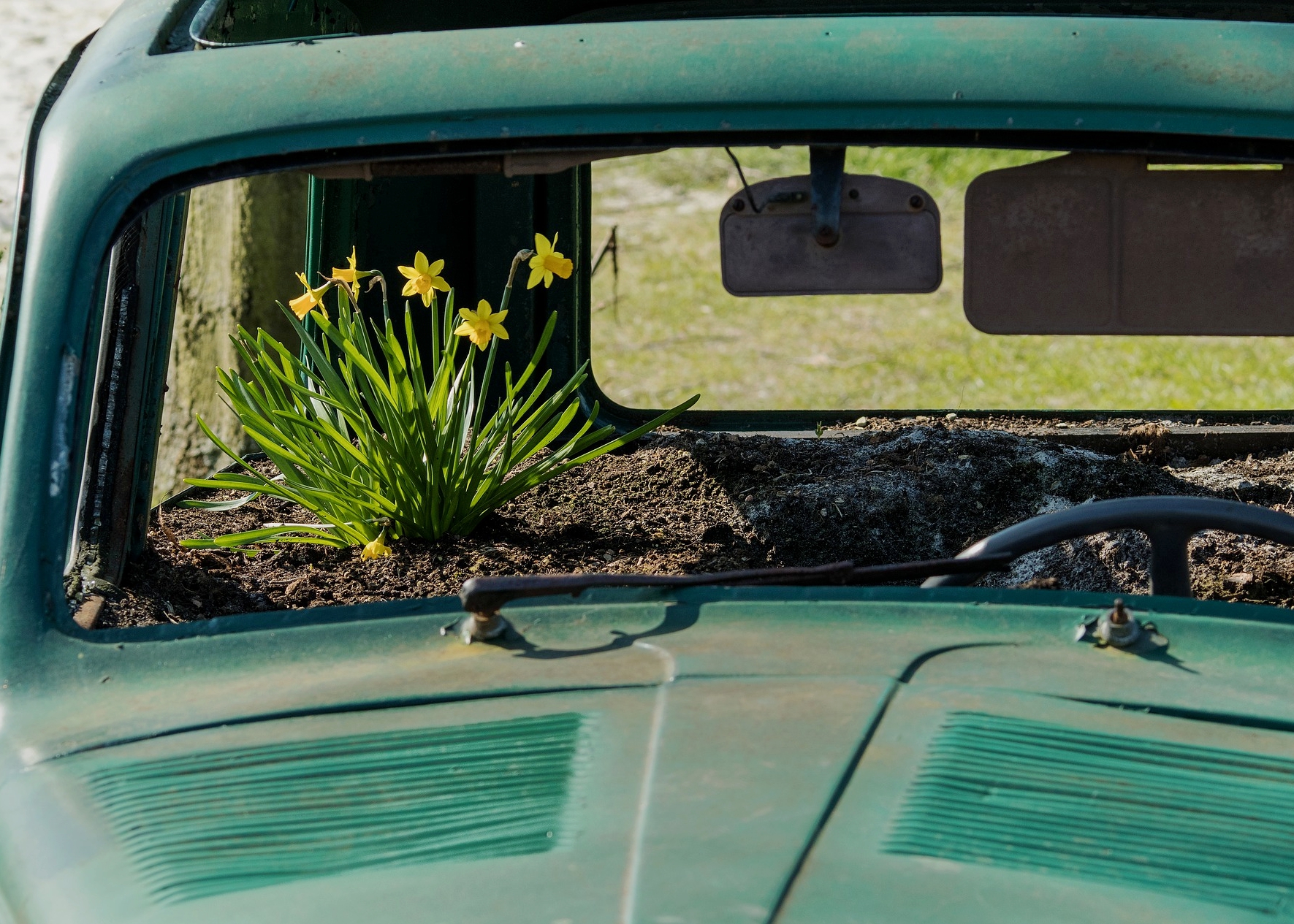 Daffodils in car