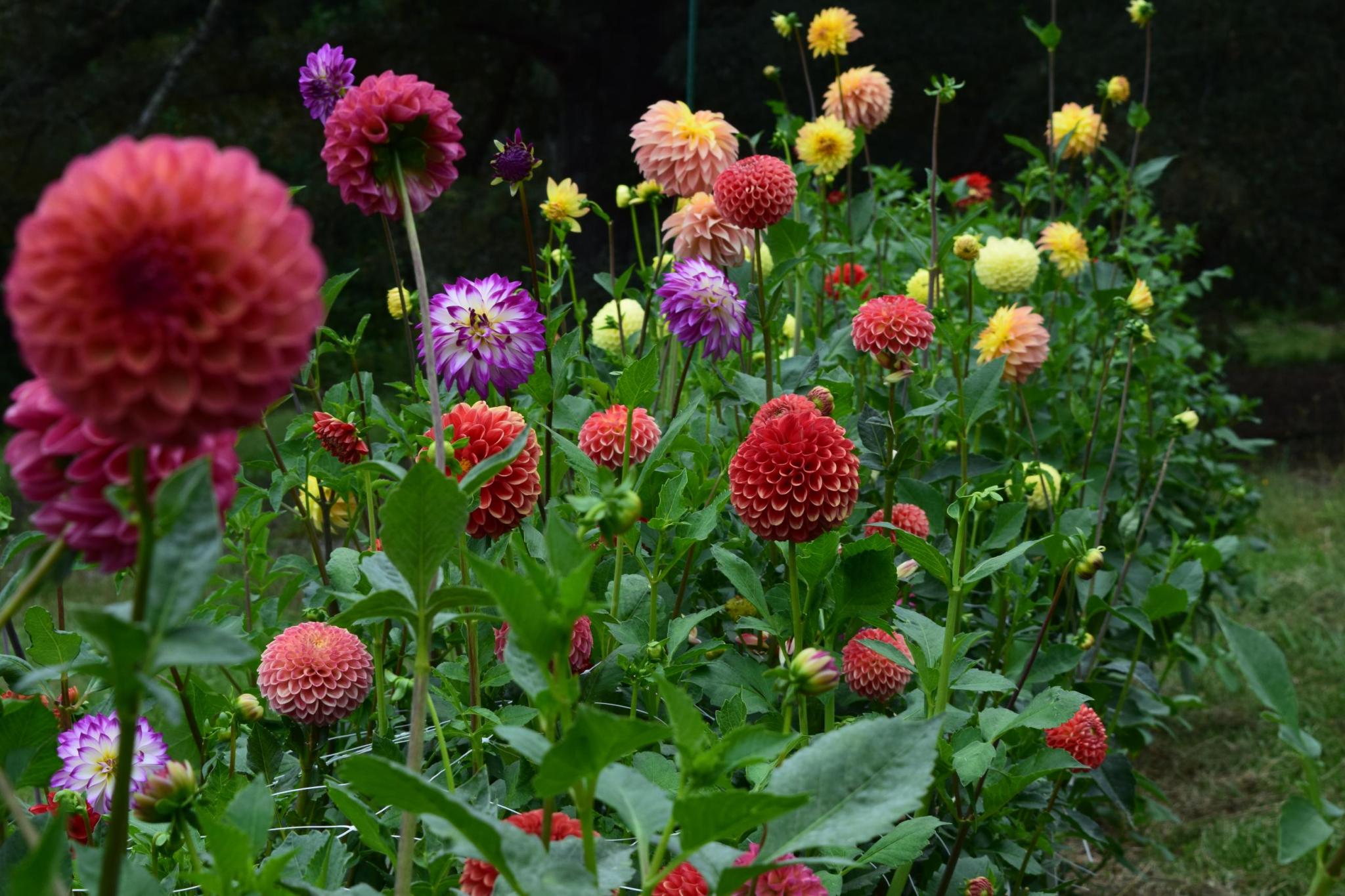 dahlia flowers (pink, purple, and yellow) in a garden