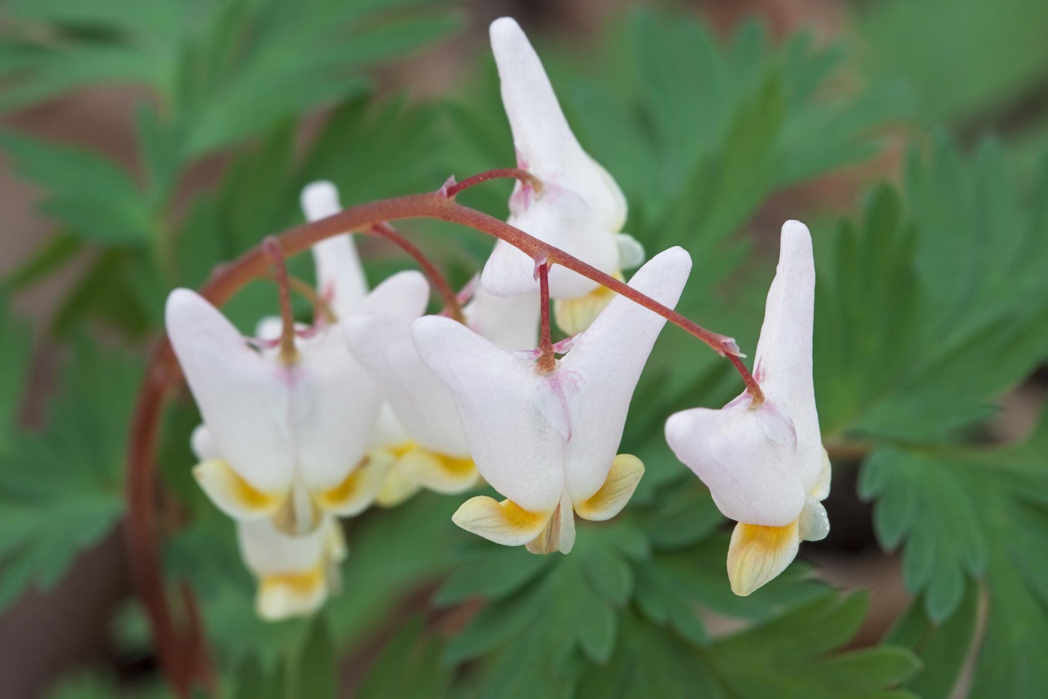 close-up of Dutchman's Breeches flowers