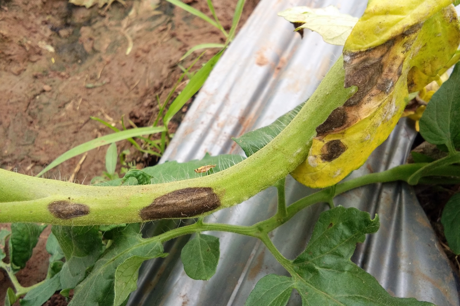 Early blight affecting the stem and leaves of a tomato plant. Photo by AmBNPHOTO/Shutterstock