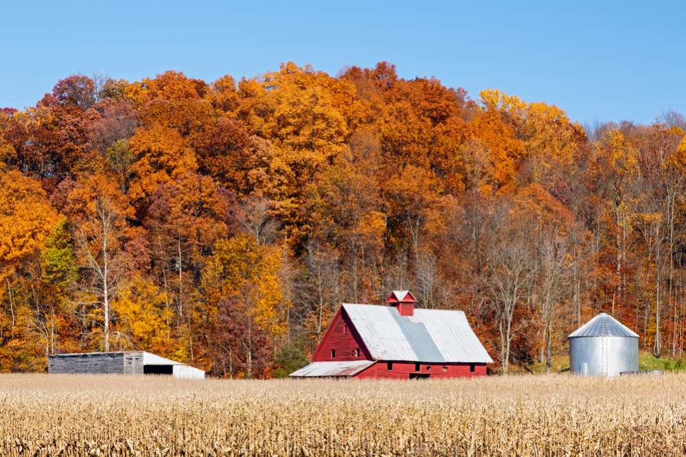 Farm land with a crop of corn and a bright red barn is backed by a hillside full of trees with vibrant and colorful autumn foliage.