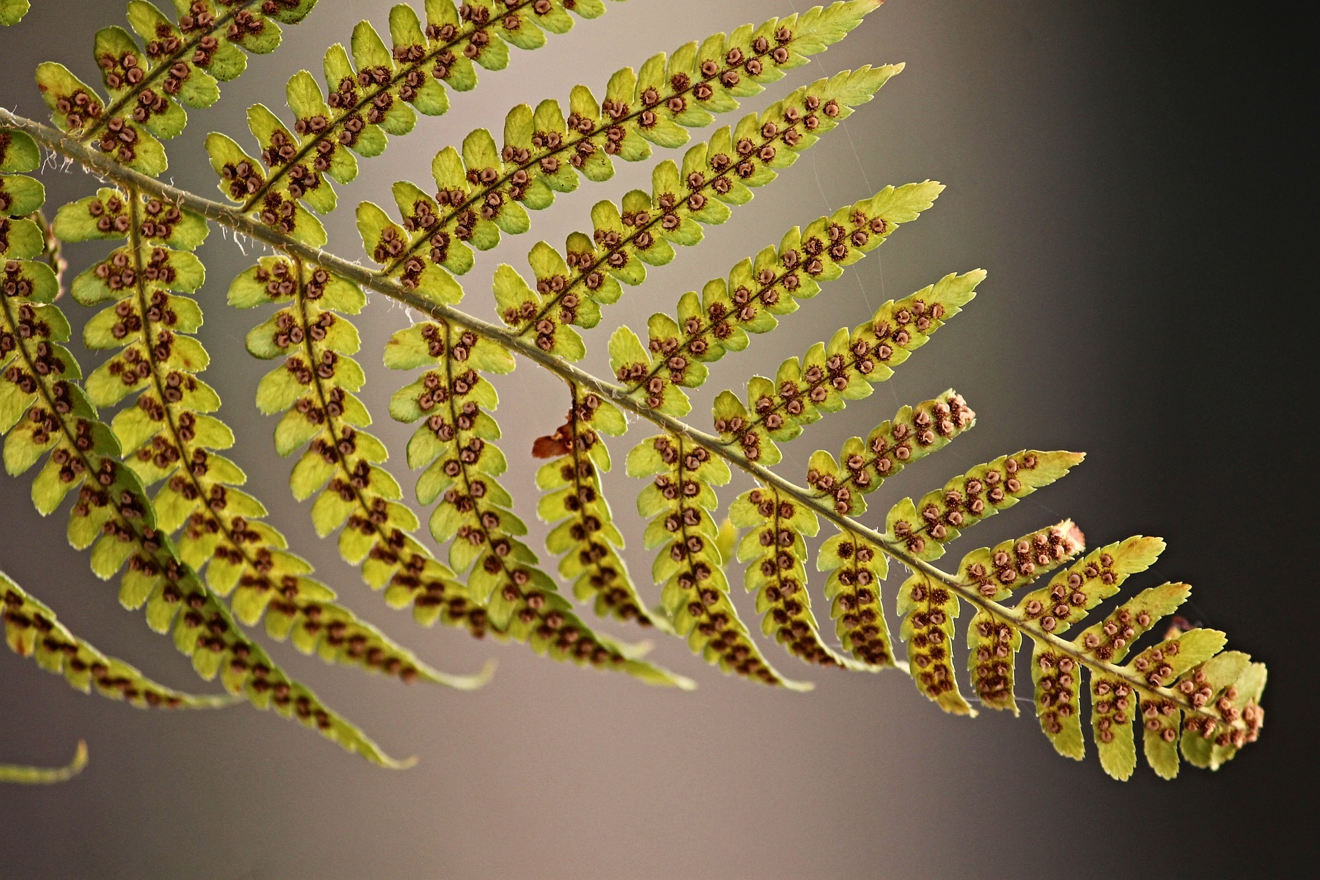 ferns spores