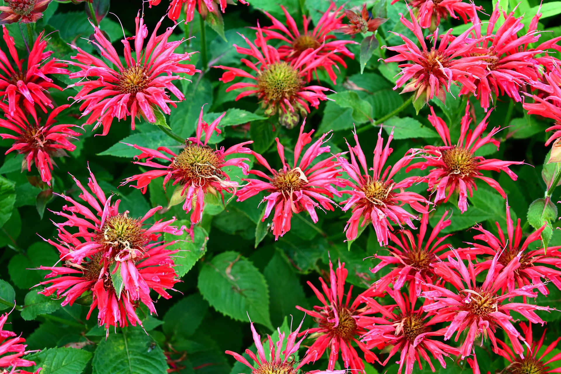 pink bee balm flowers