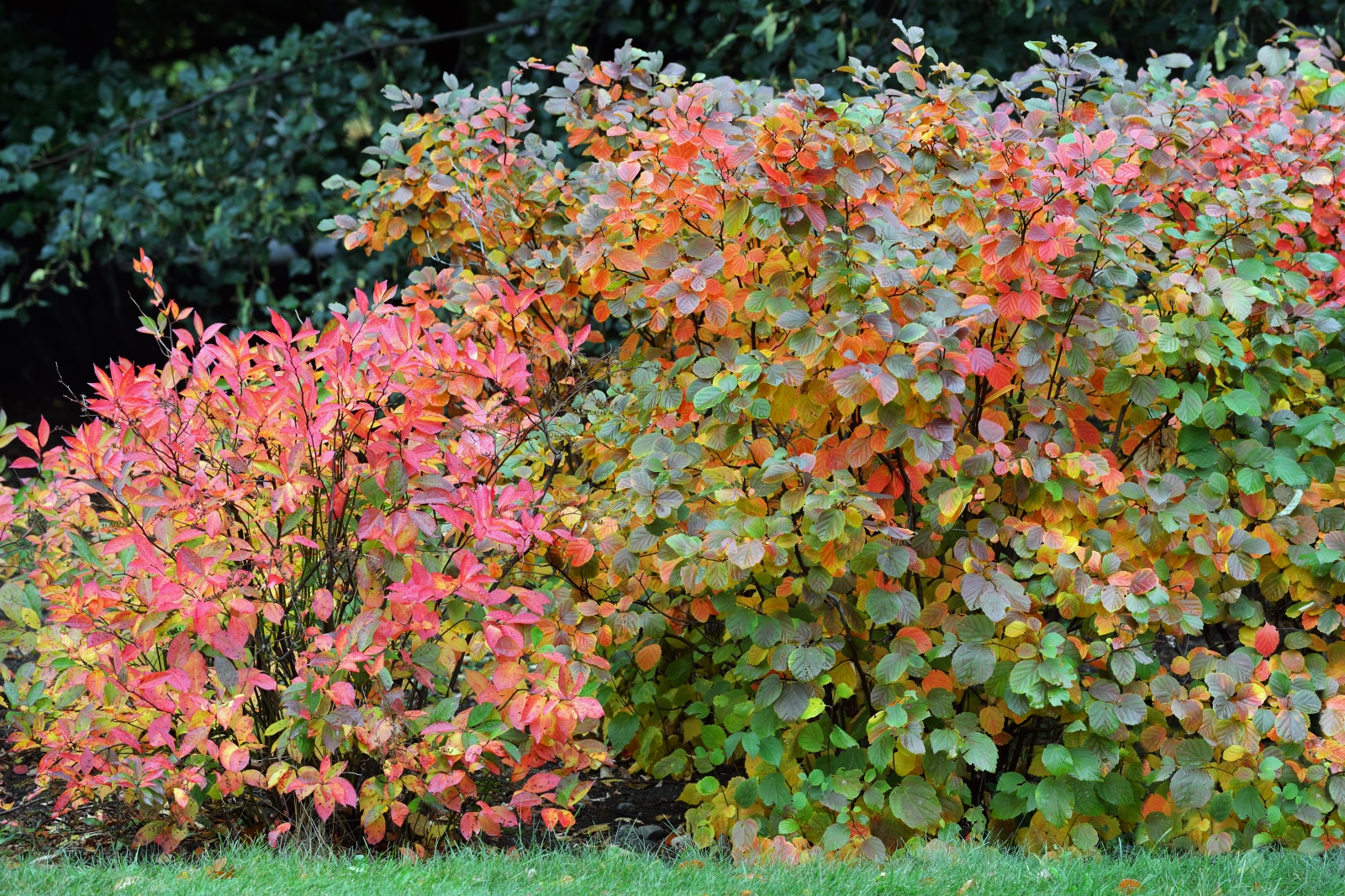fothergilla in autumn