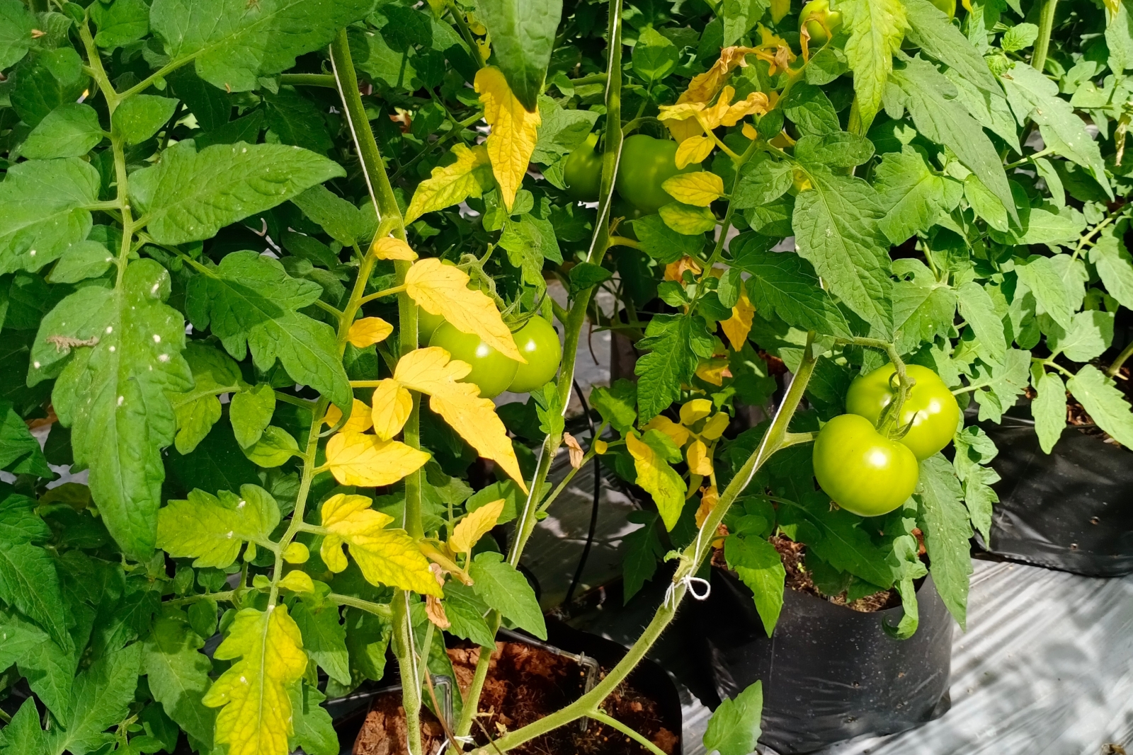 Fusarium wilt of tomatoes. Tomato plants with yellowing leaves.