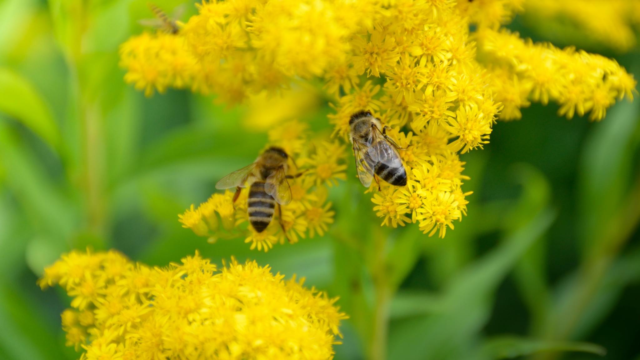 Goldenrod (with pollinator!)