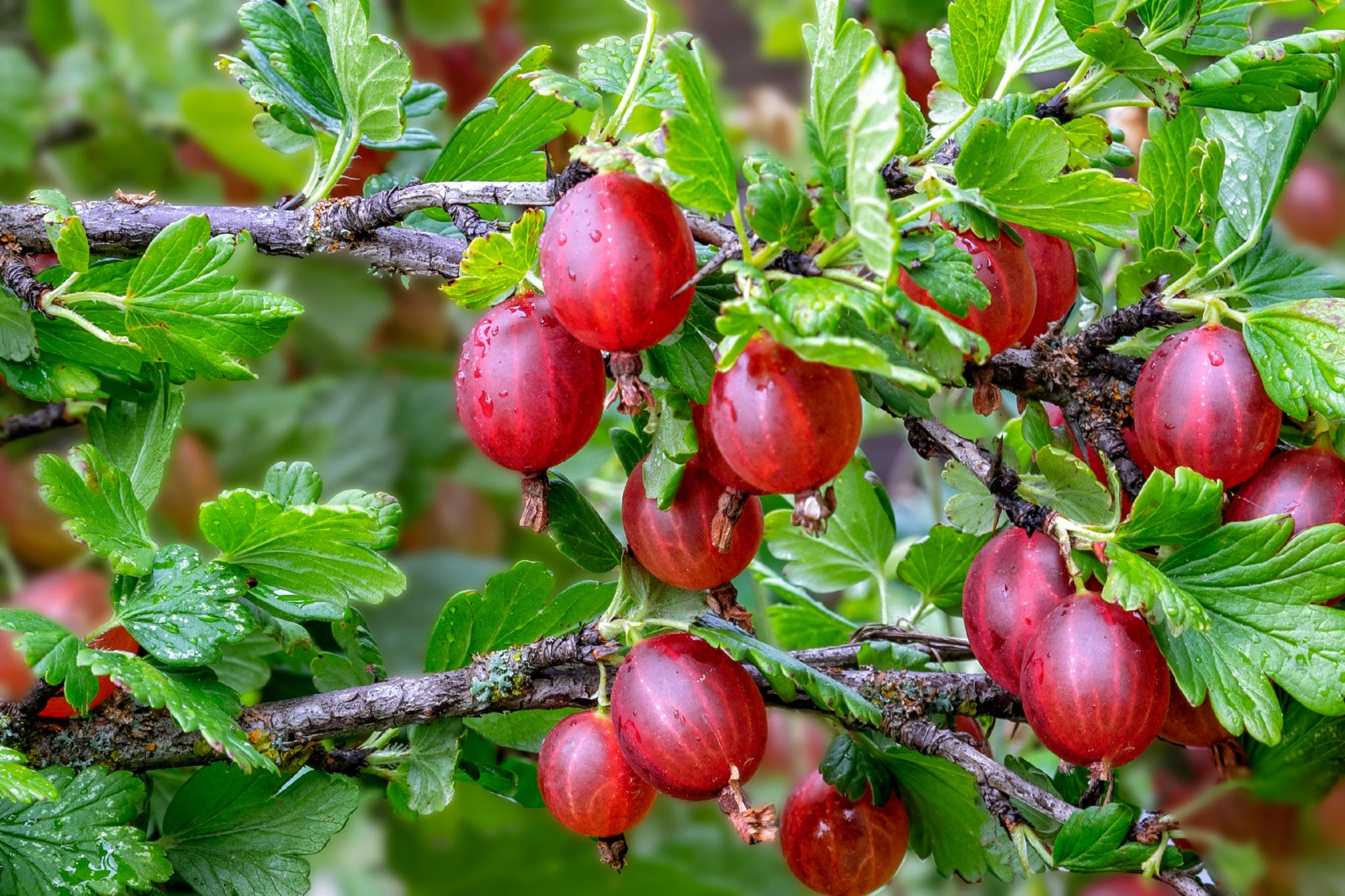 Gooseberries Planting Growing And Harvesting Gooseberry Bushes