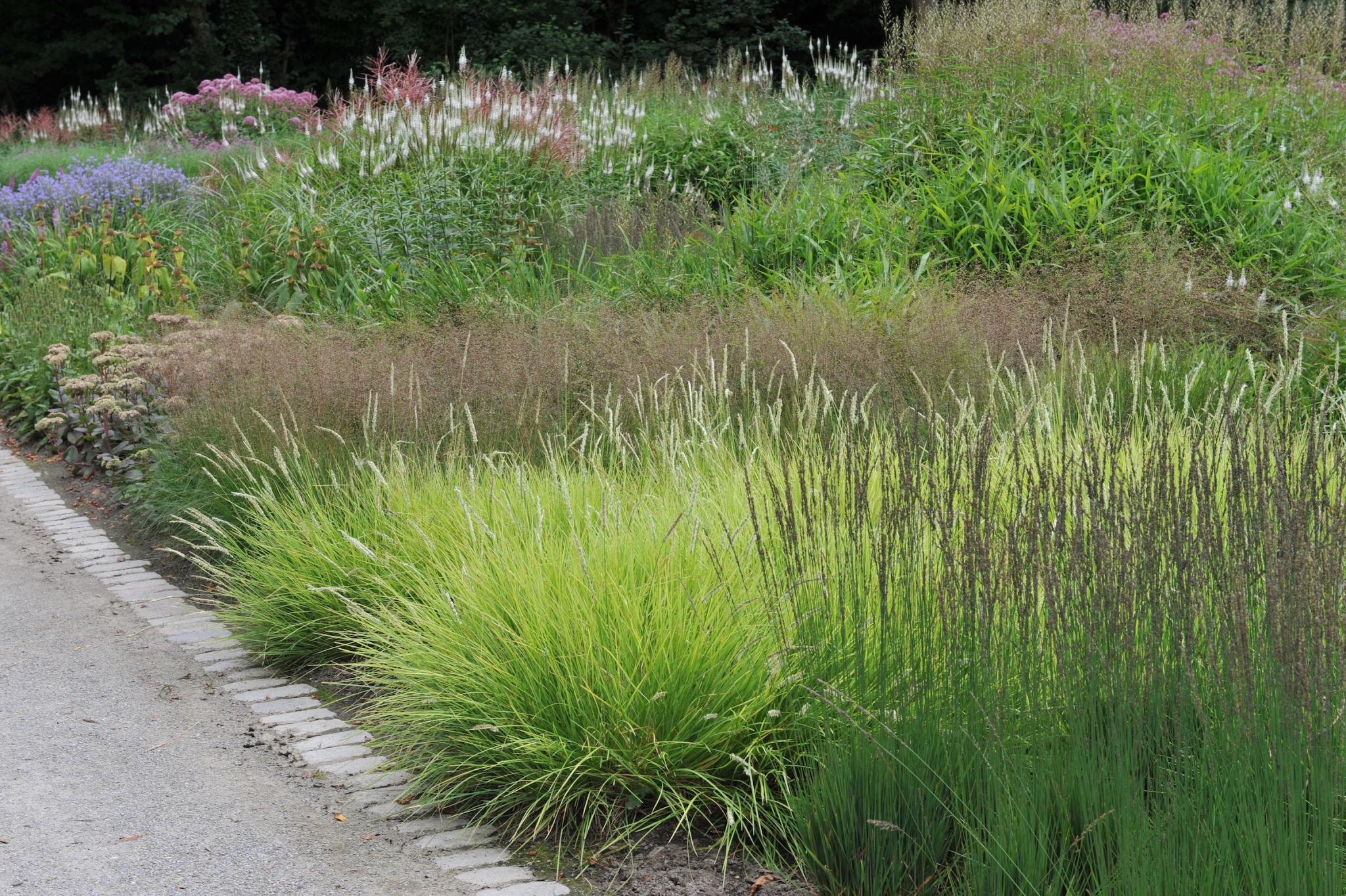 The Prettiest Ornamental Grasses for Your Landscape | Almanac.com