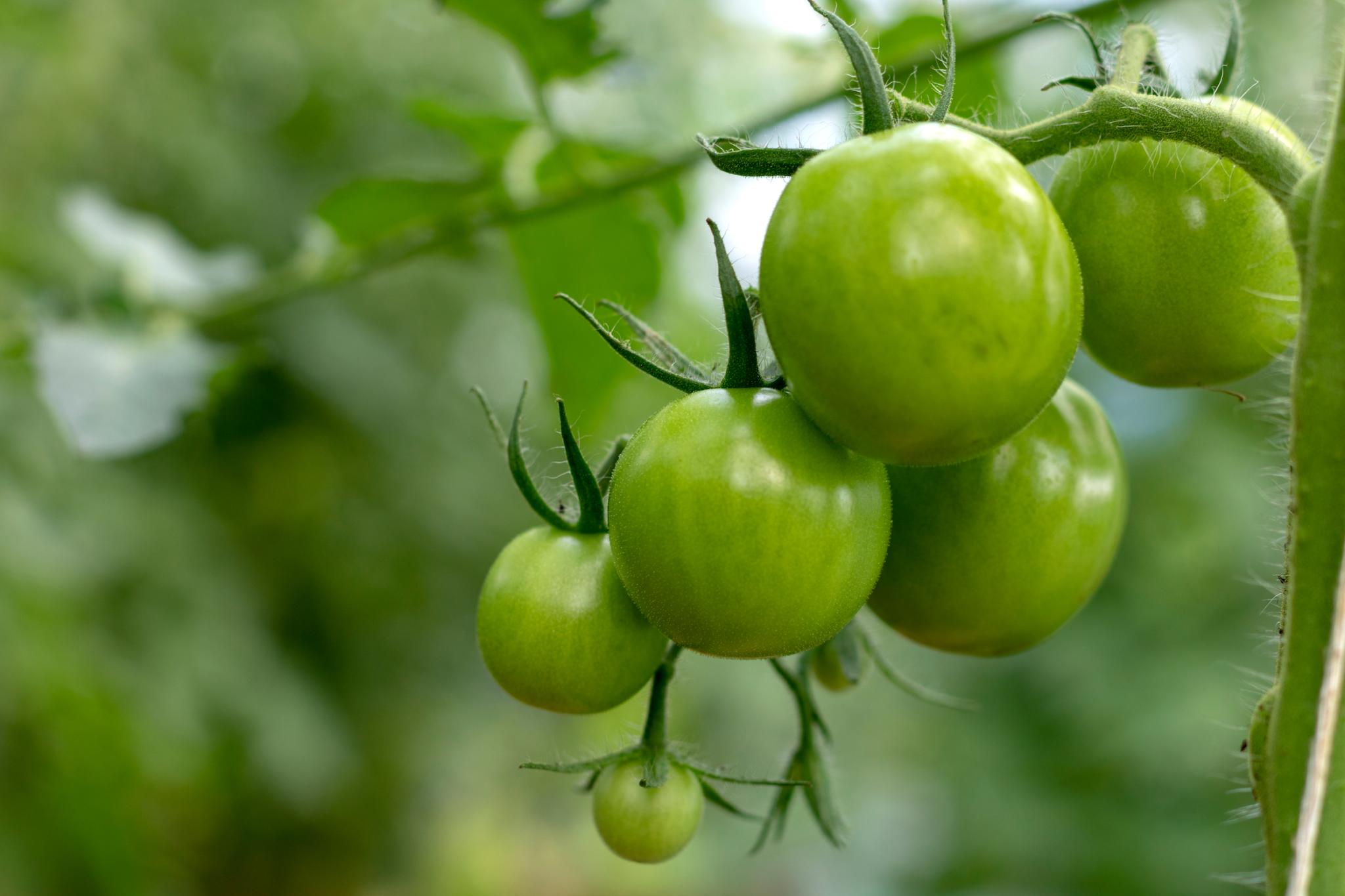 Unripened green tomatoes on the vine