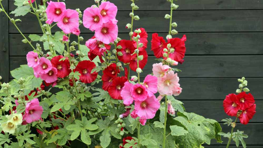 Alcea rosea (common hollyhock) is an ornamental plant in the Malvaceae family. Blooming plants on the background of a black wooden fence.