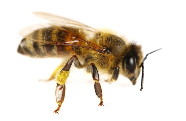honey bee on a white background