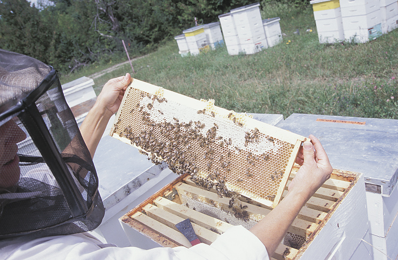 Beekeeping 101: Building a Hive The Old Farmer's Almanac Beekeeping 101: Building a Hive The Old Farmer's Almanac