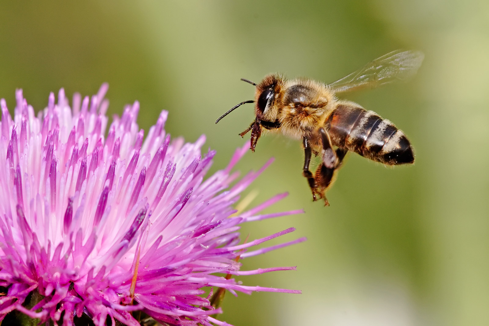 Beekeeping 101 Should You Raise Honey Bees Pros And Cons The Old Farmer S Almanac
