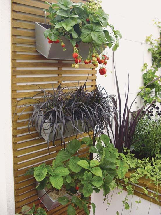 a living wall with strawberries