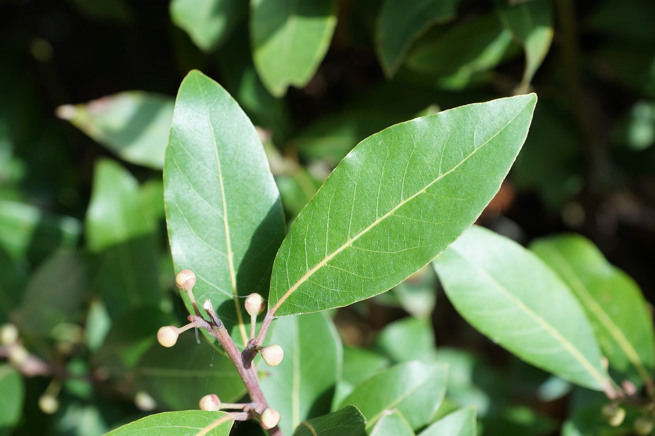 bay herb leaves