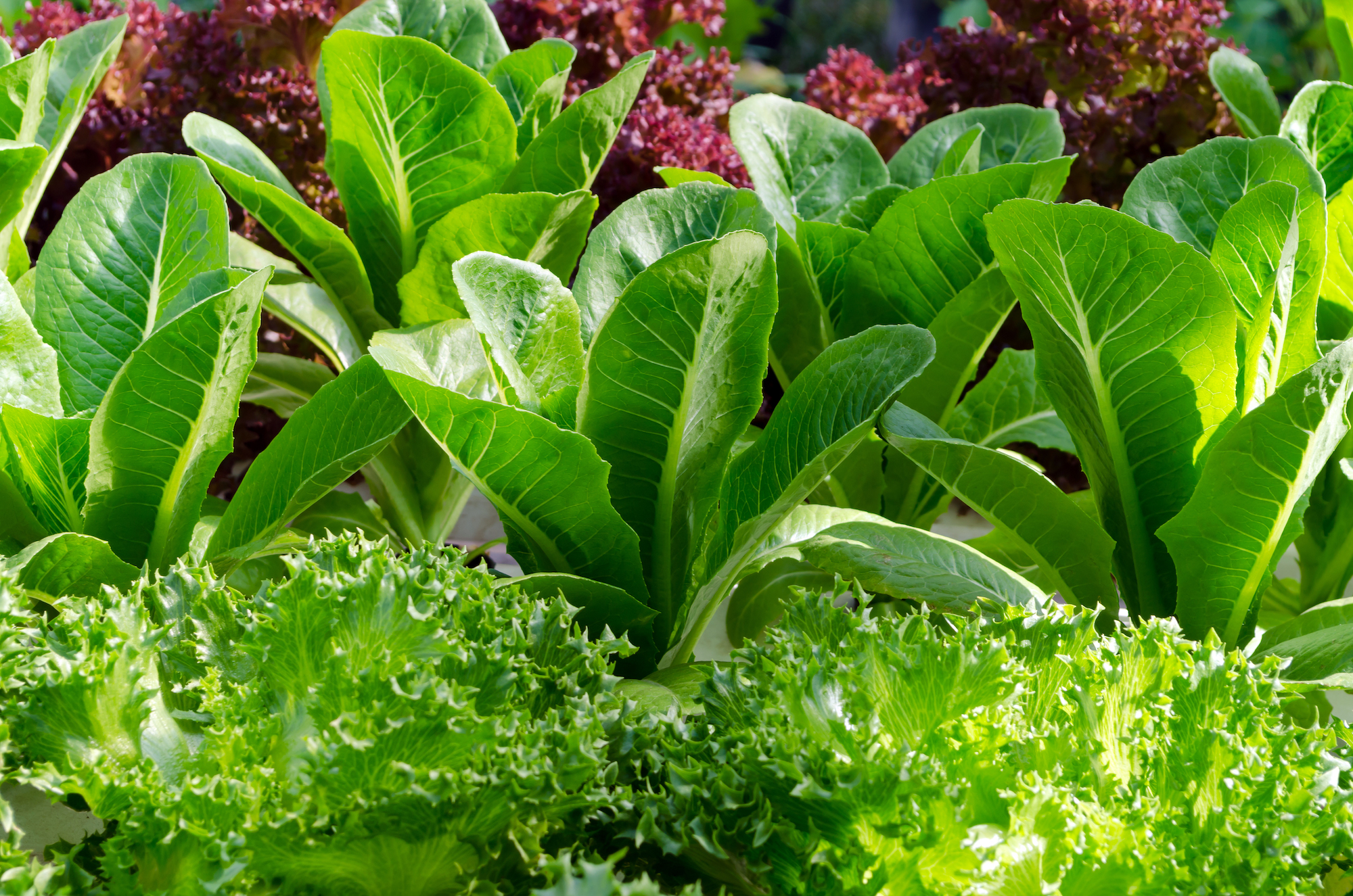 How To Grow Salad In Plastic Bags