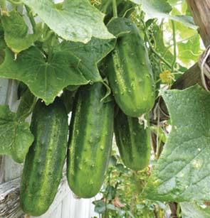 little leaf cucumbers