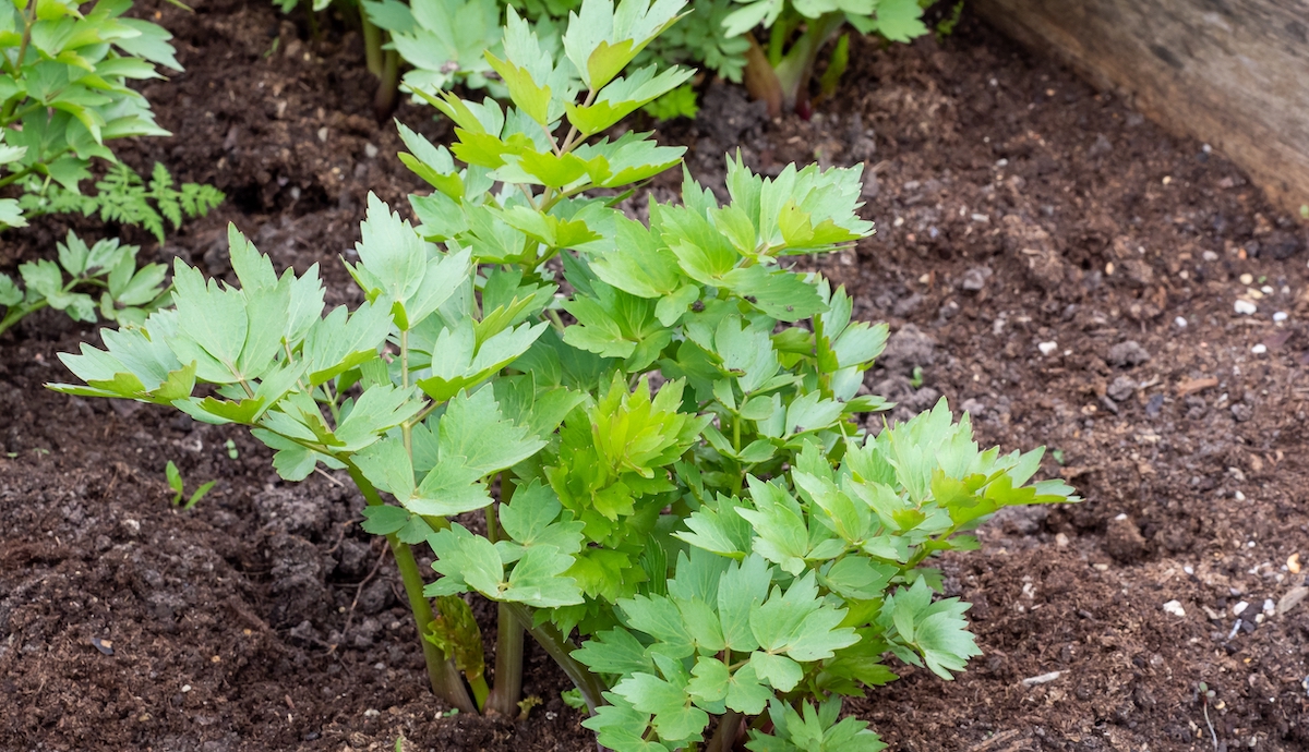 Lovage plant (Levisticum officinale) growing in the garden.