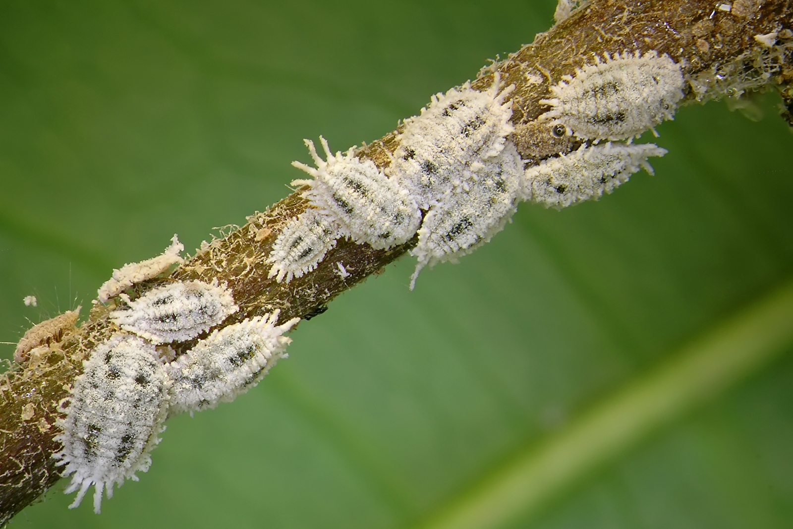 mealybugs