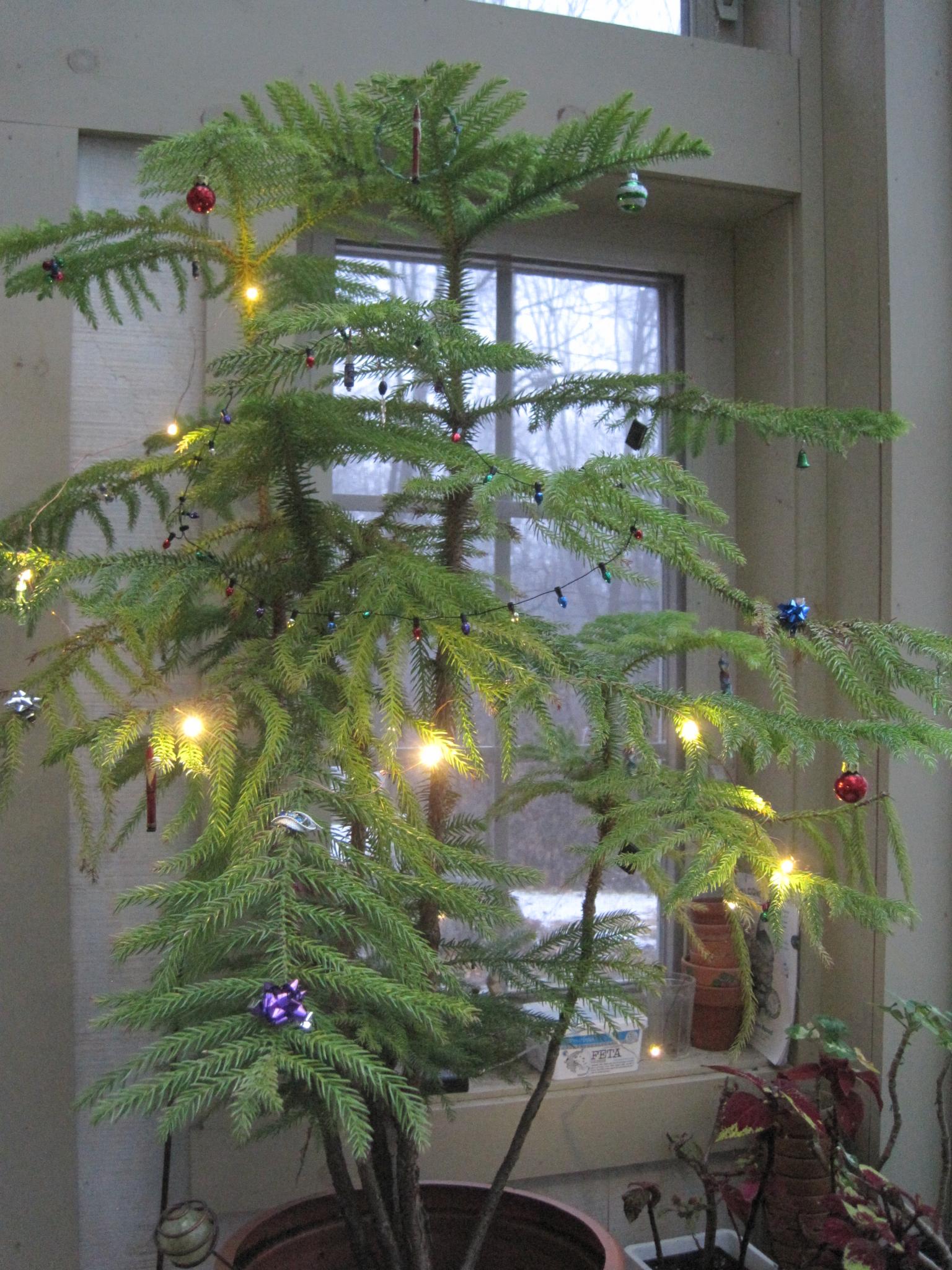 norfolk pine tree care: tiny christmas tree and houseplant