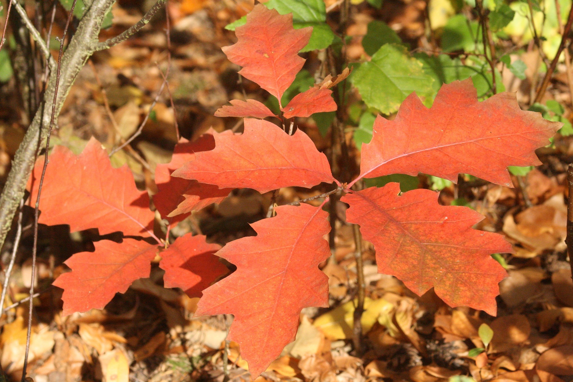 oak-leaves