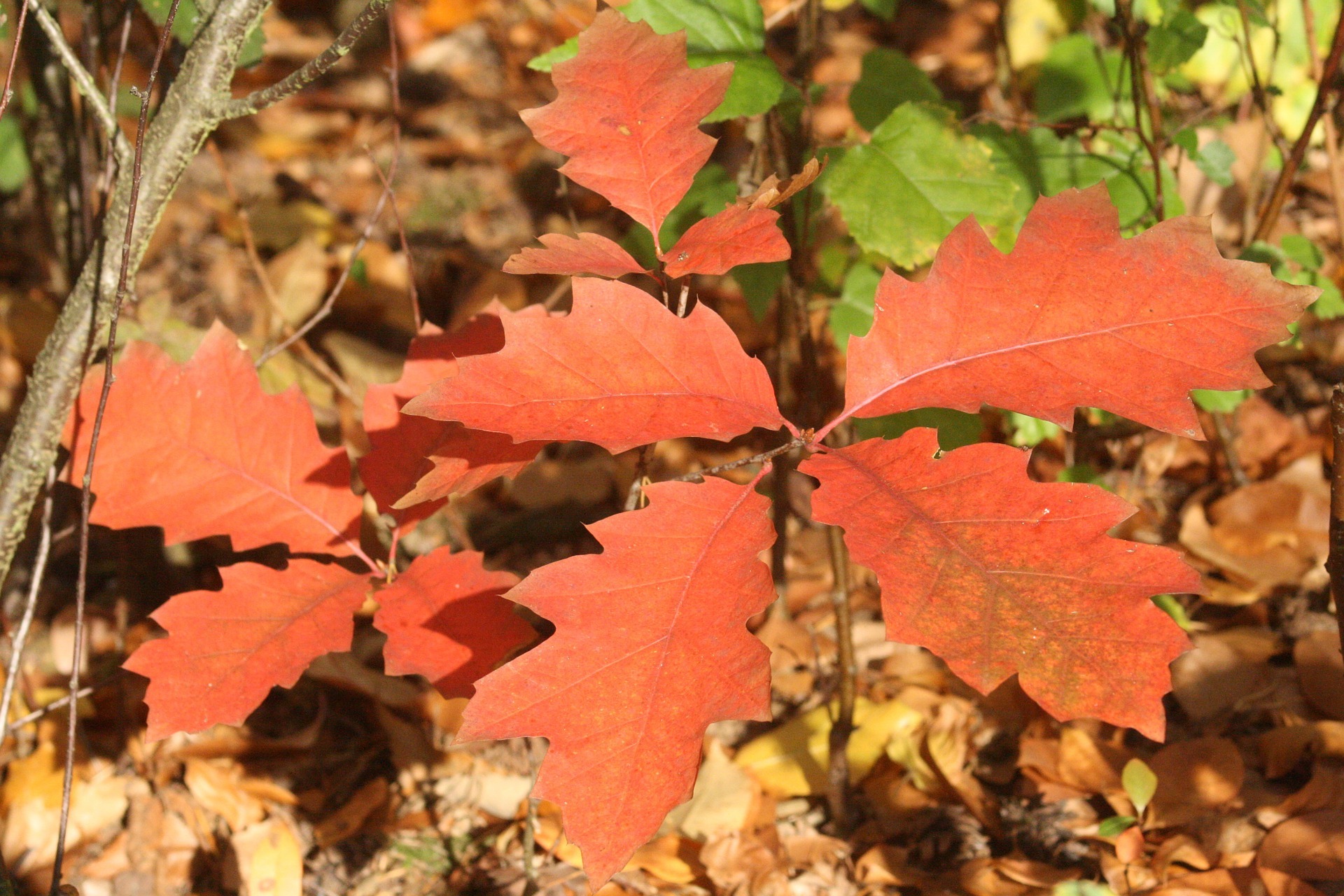 Closeup photo of red autumn leaves in the forest free image download