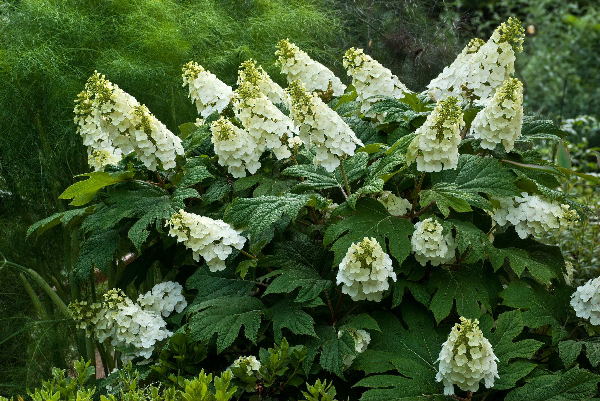 Pruning Hydrangeas How And When To