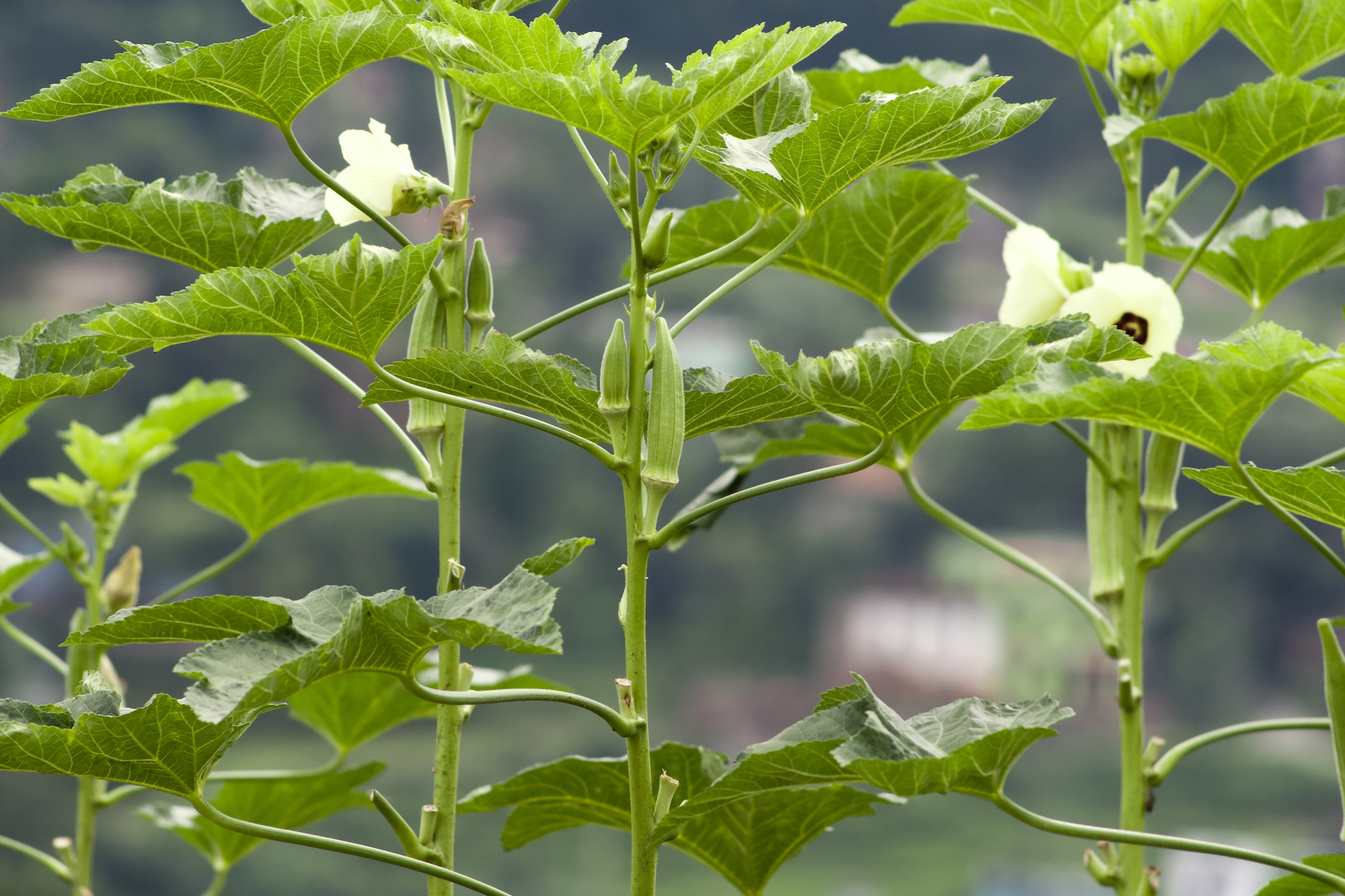 okra: planting, growing, and harvesting okra plants | the old