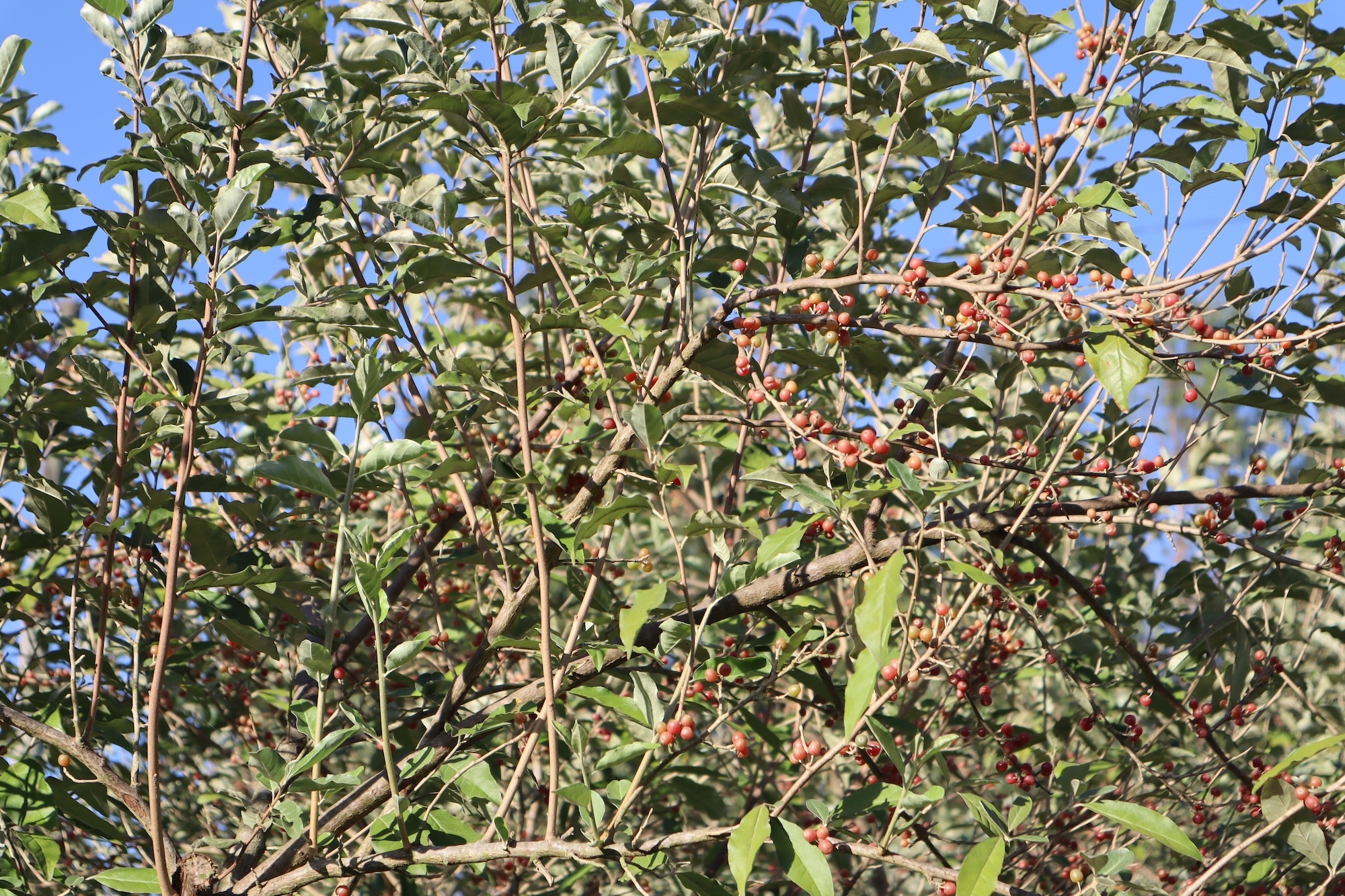 autumn olive bush