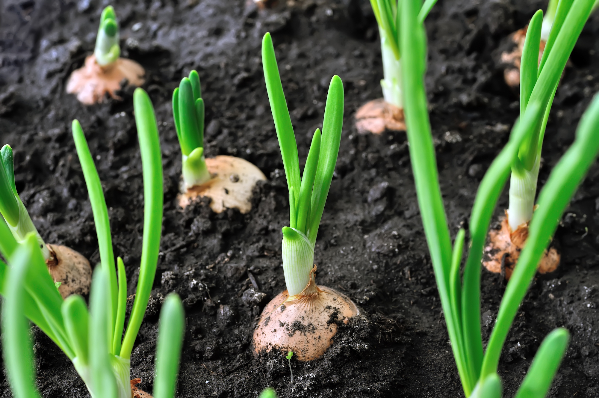 growing onions: planting, growing, and harvesting onions | the old