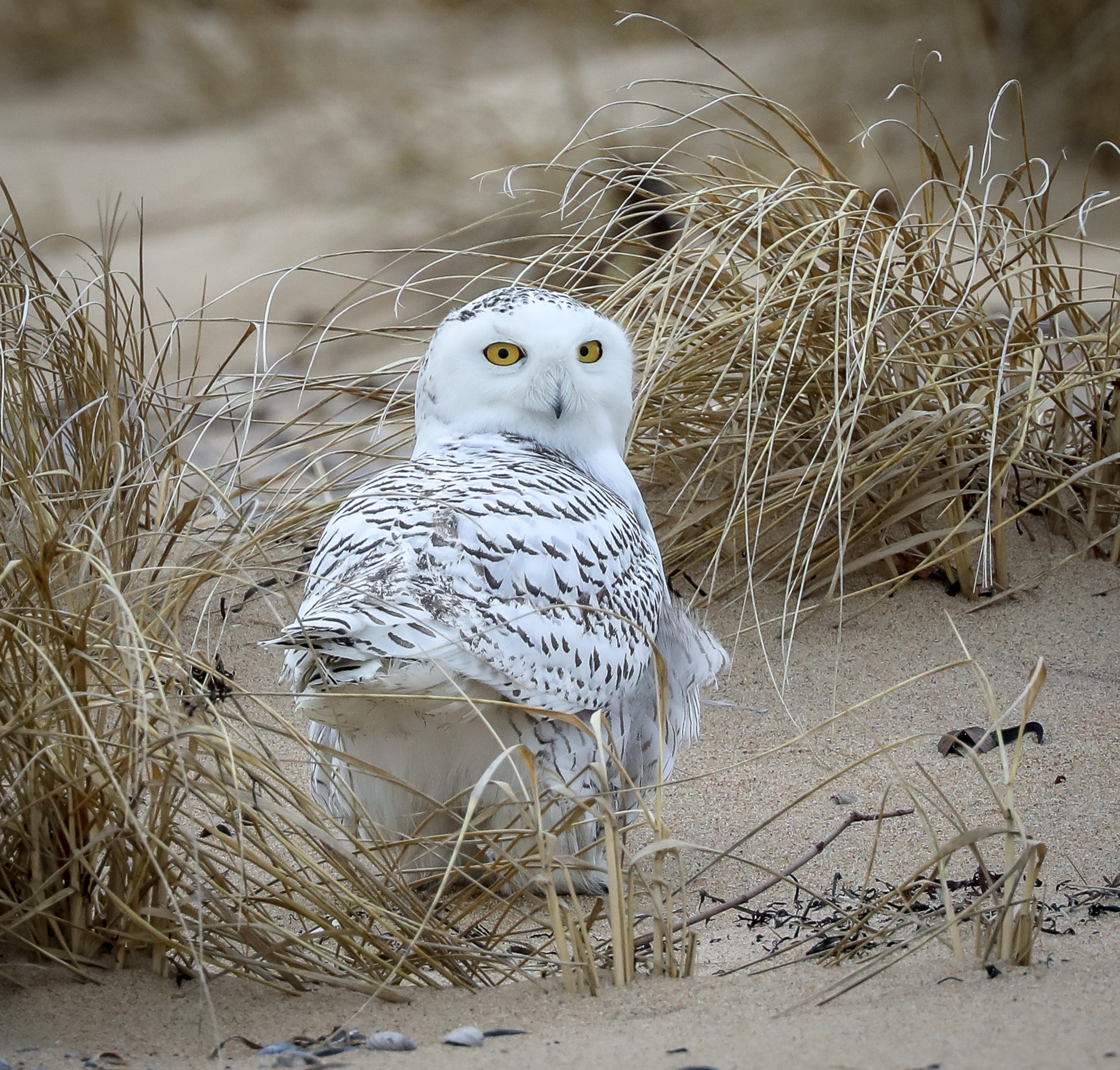 Snowy owl. Credit: Michael Kralik, Montauk, NY. January, 2022.