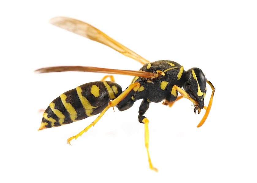 paper wasp on a white background