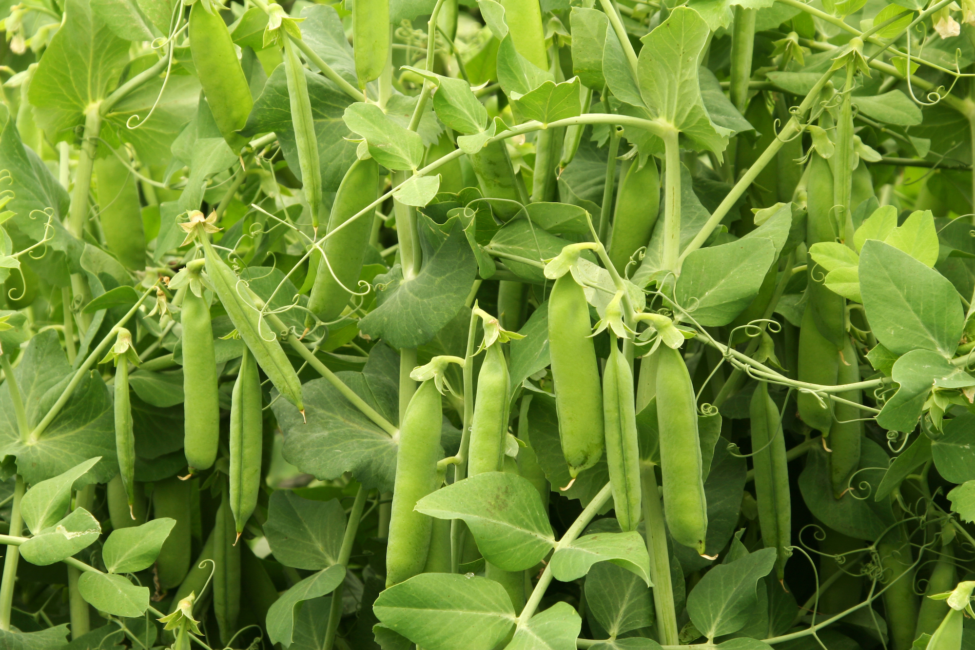 Maintaining Ideal Growing Conditions for Pea Vegetative Growth