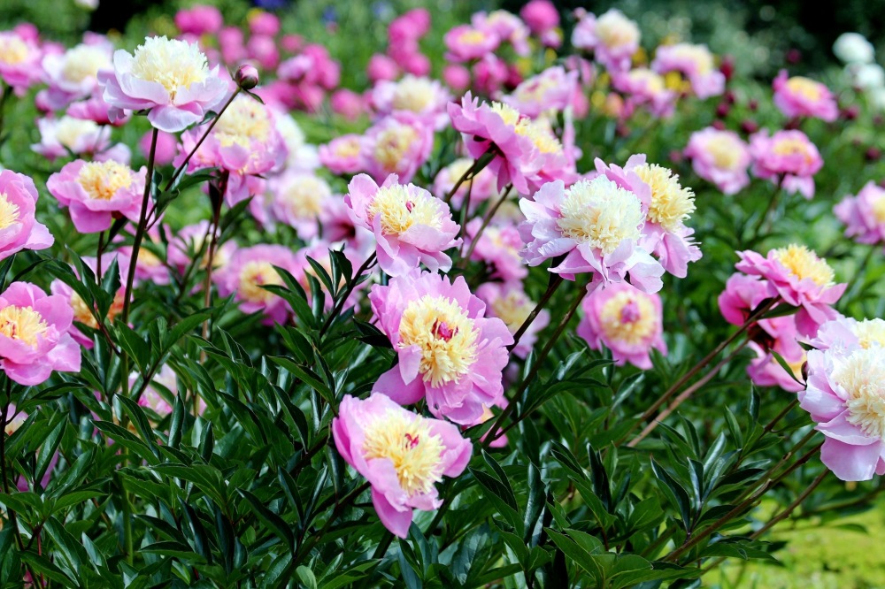 a large planting of pink peony flowers