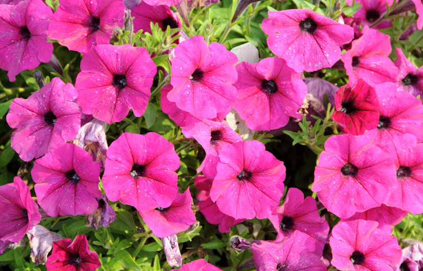 Petunias How To Plant Grow And Care For Petunias The Old Farmer S Almanac,How To Decorate A Large Wall Shelf