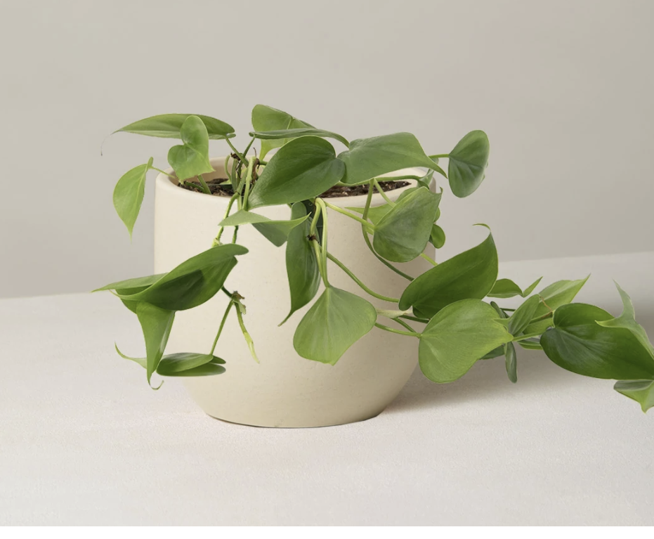 Philodendron growing in a pot