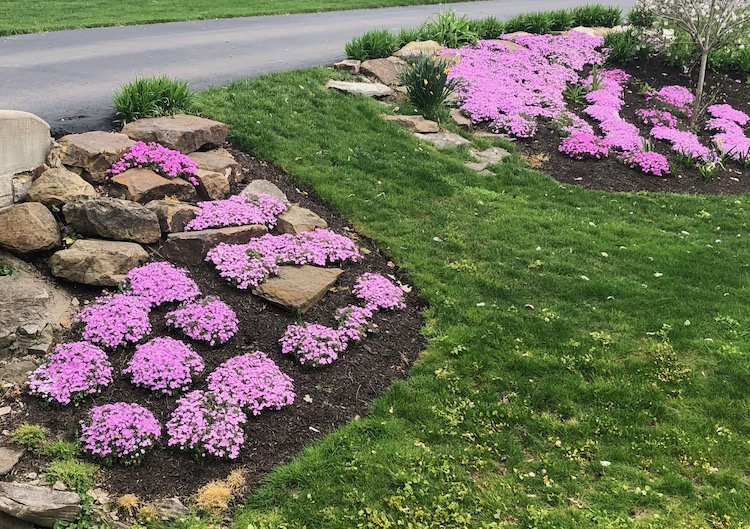 Ground cover plants