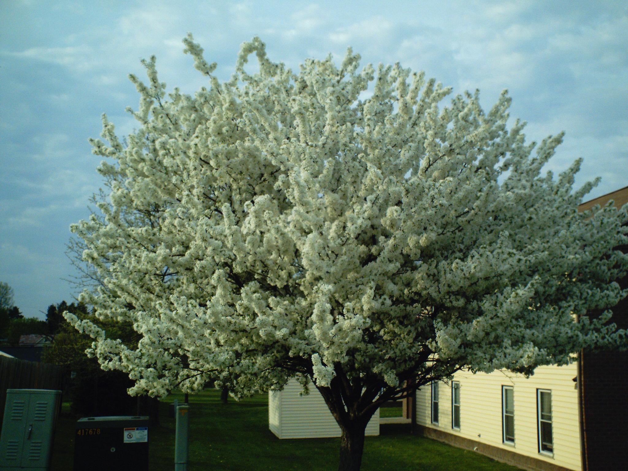 Cotton Tree | Old Farmer's Almanac