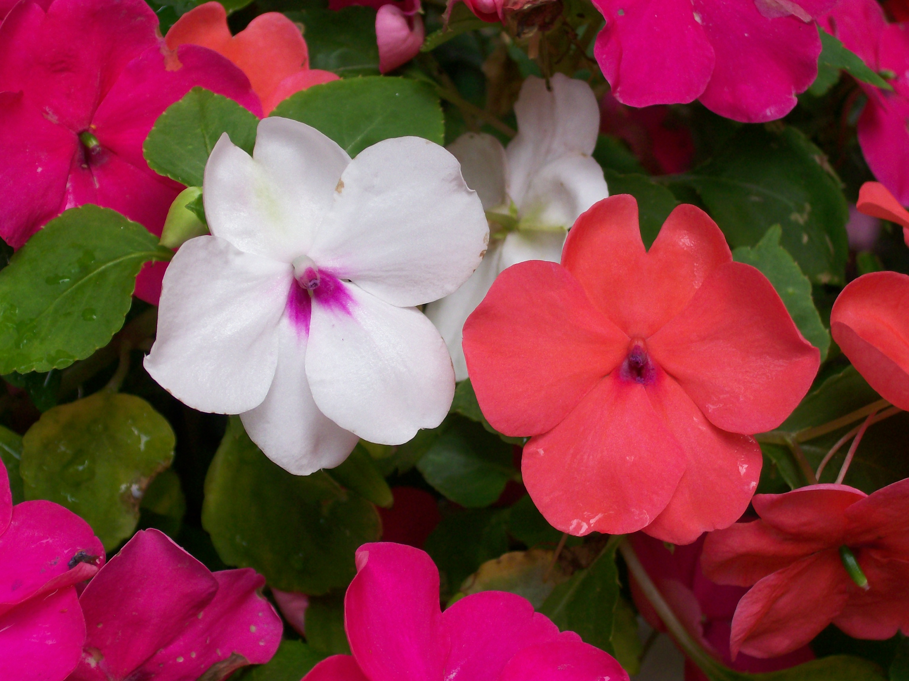 Impatiens How To Plant Grow And Care For Impatiens Flowers