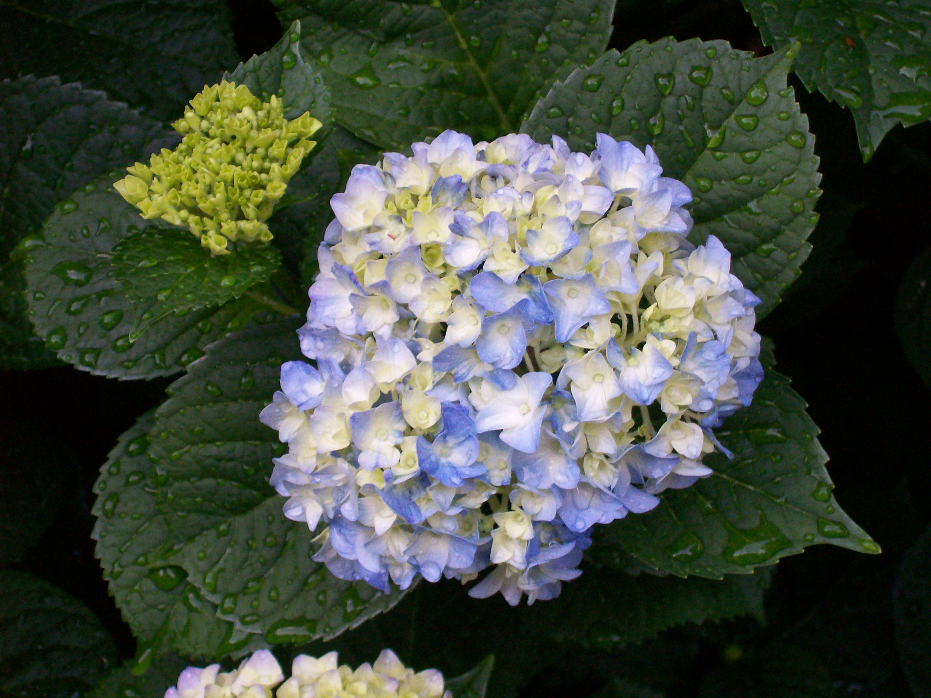 Hydrangea | Old Farmer's Almanac