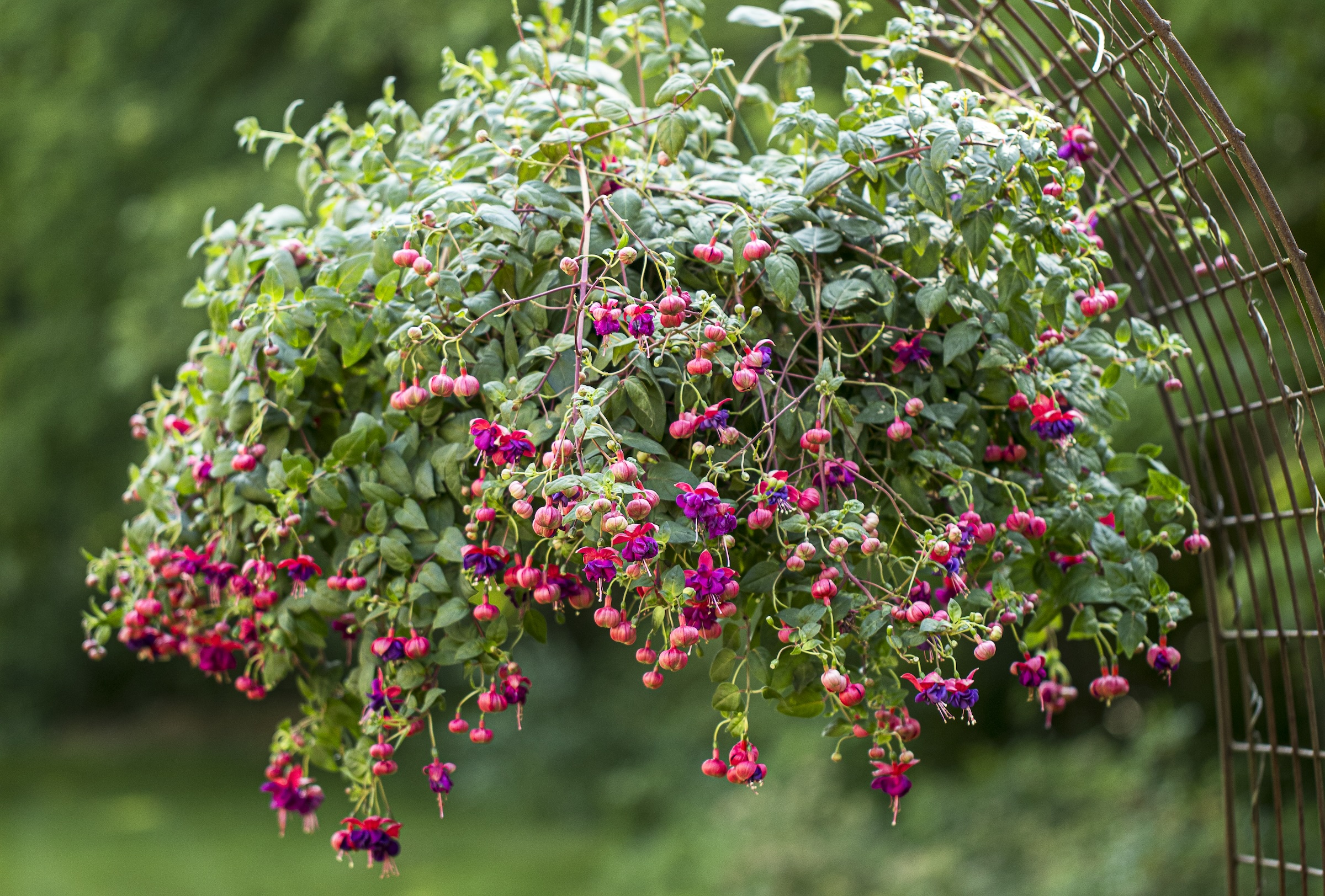 Pink and purple Fuchsia flowers