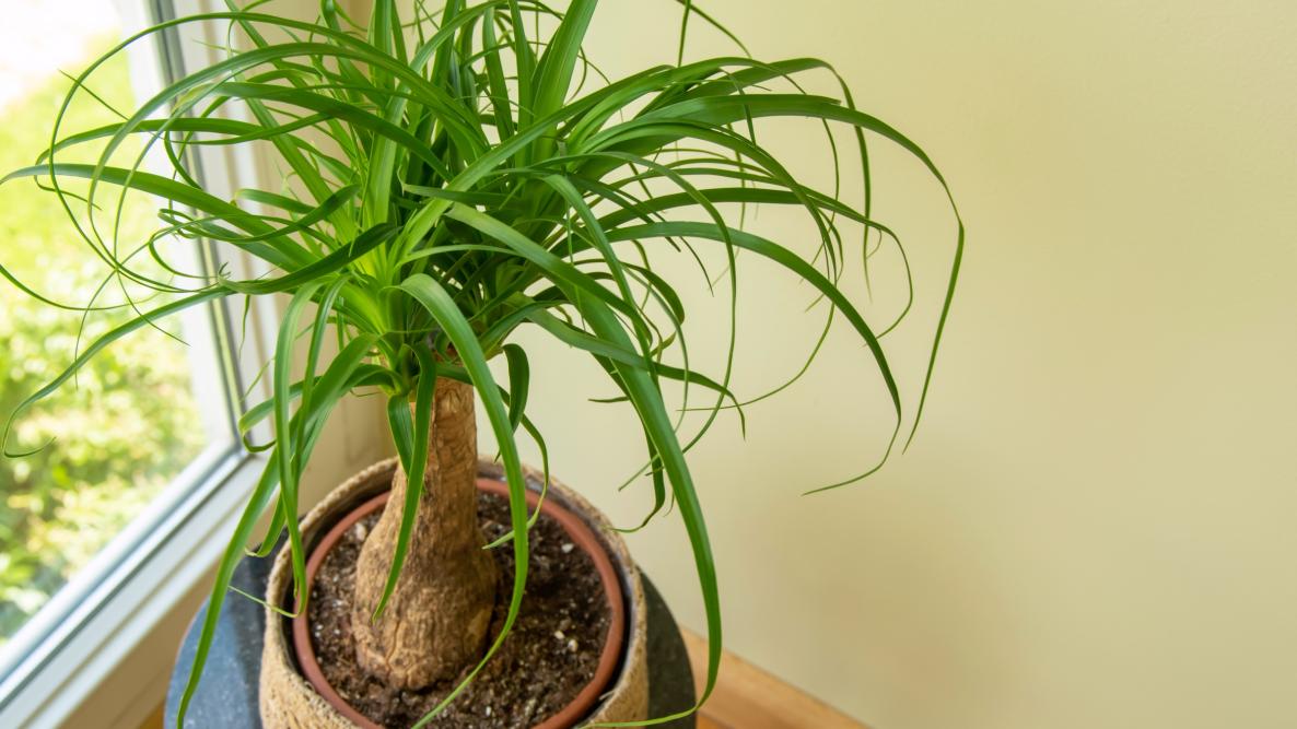 Ponytail Palm (Beaucarnea recurvata) 