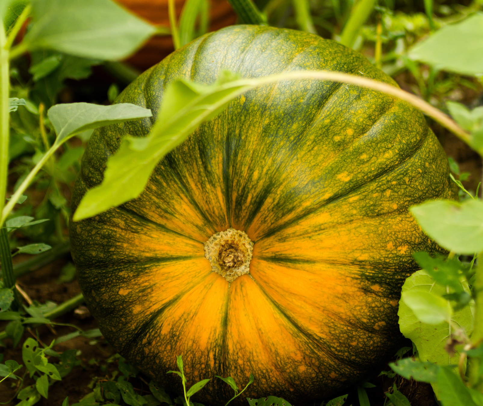 growing pumpkins: how to plant, grow, and harvest pumpkins | the