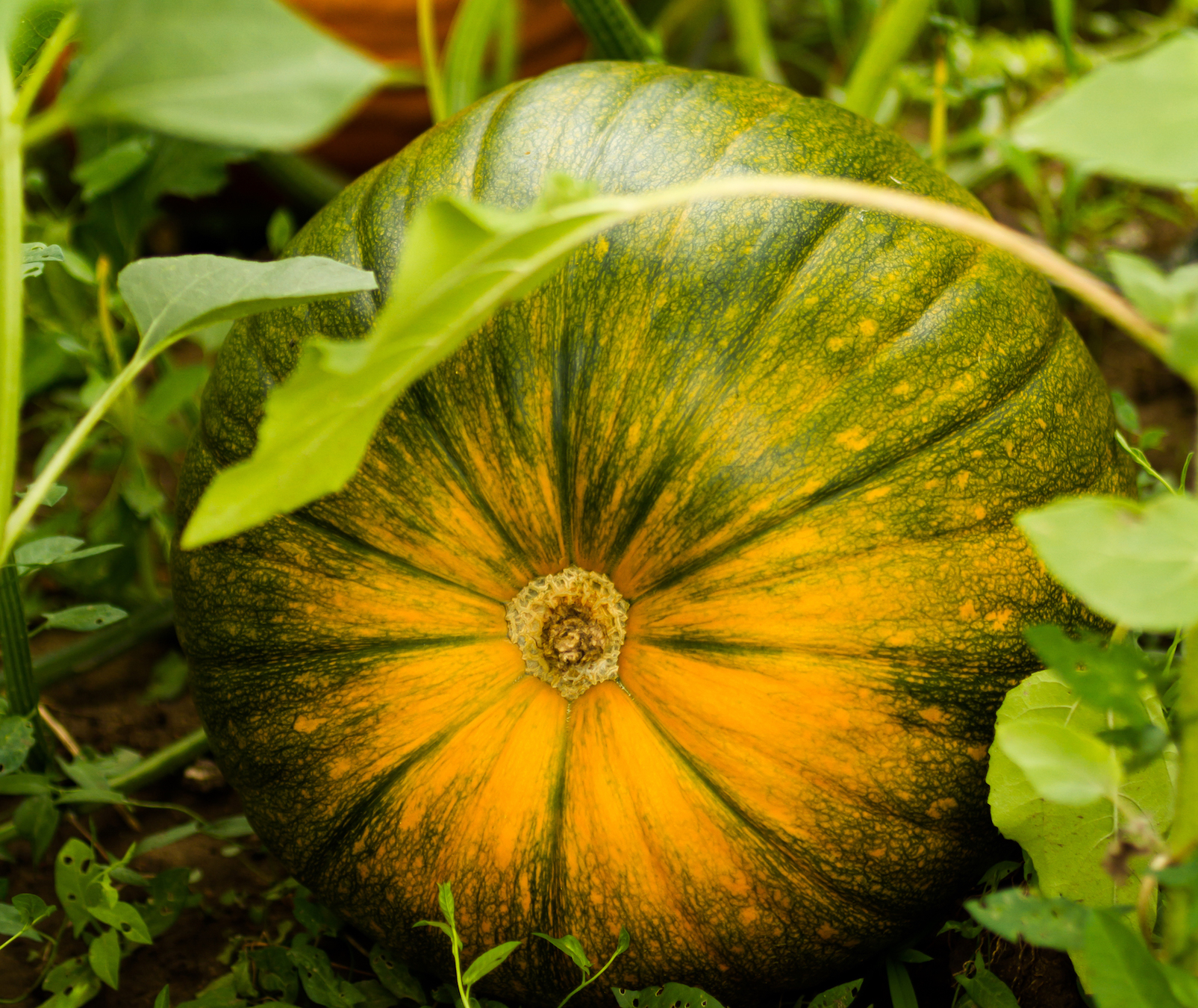 a green pumpkin turning orange on the vine