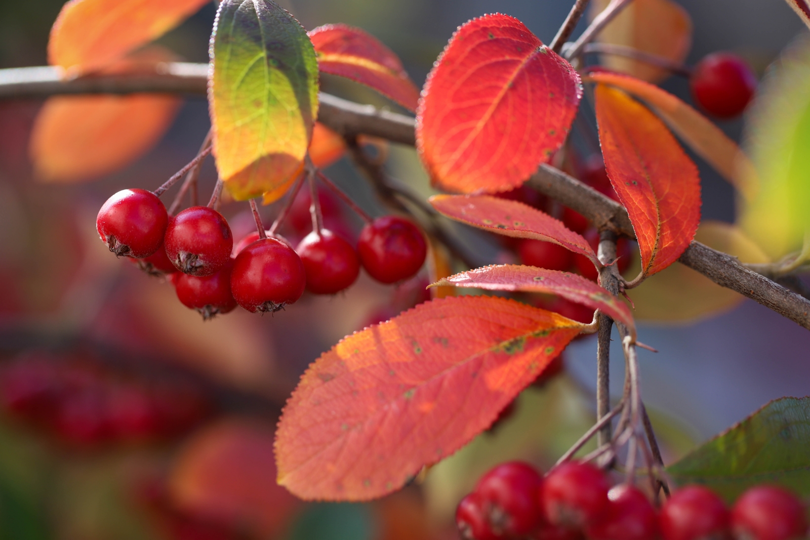 red chokeberry in autumn