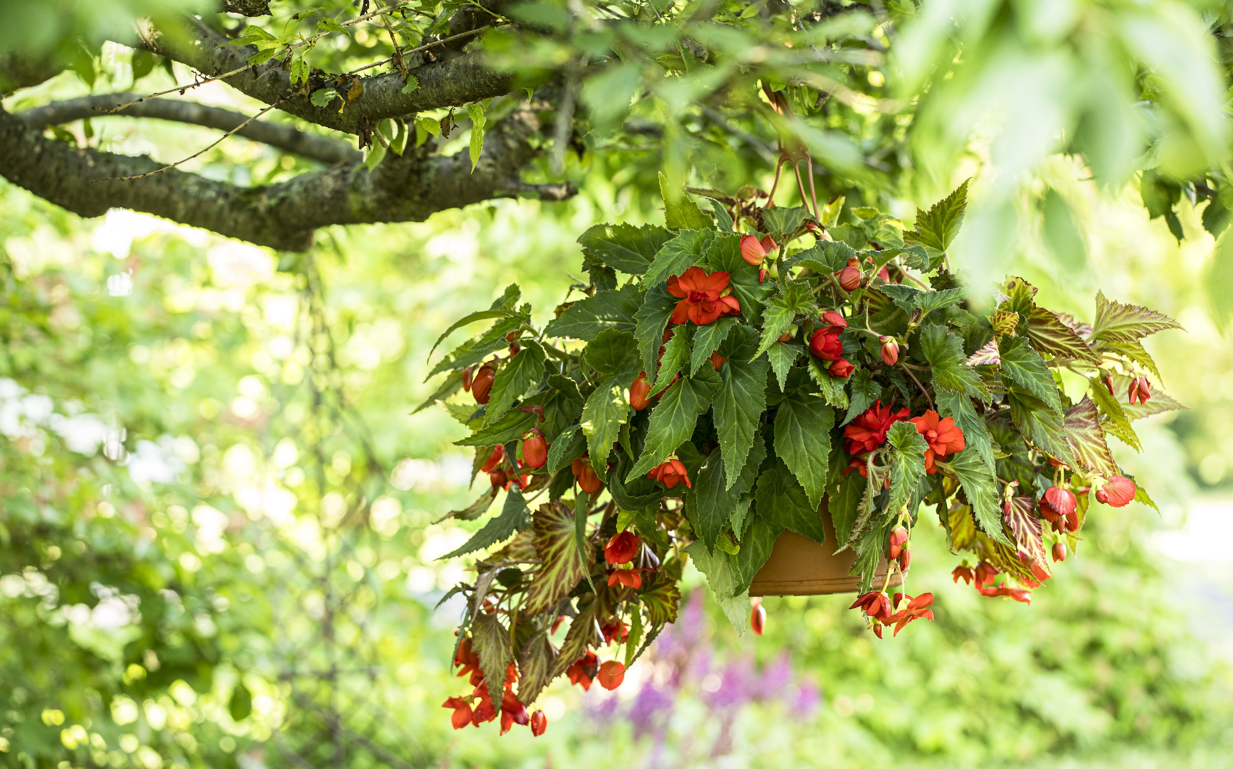 A hanging basket of red Begonias