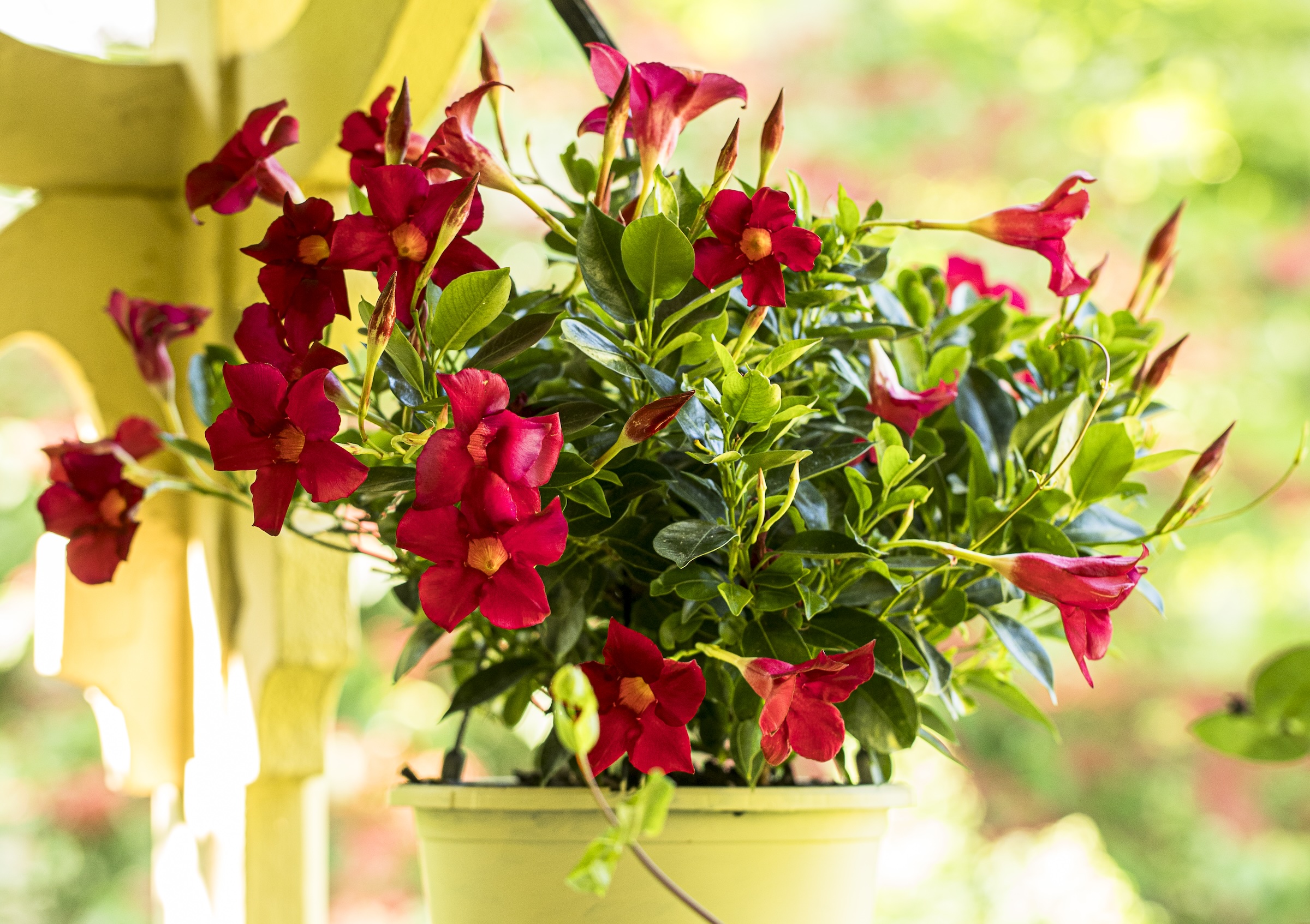 Red mandevillas surrounded by green foliage