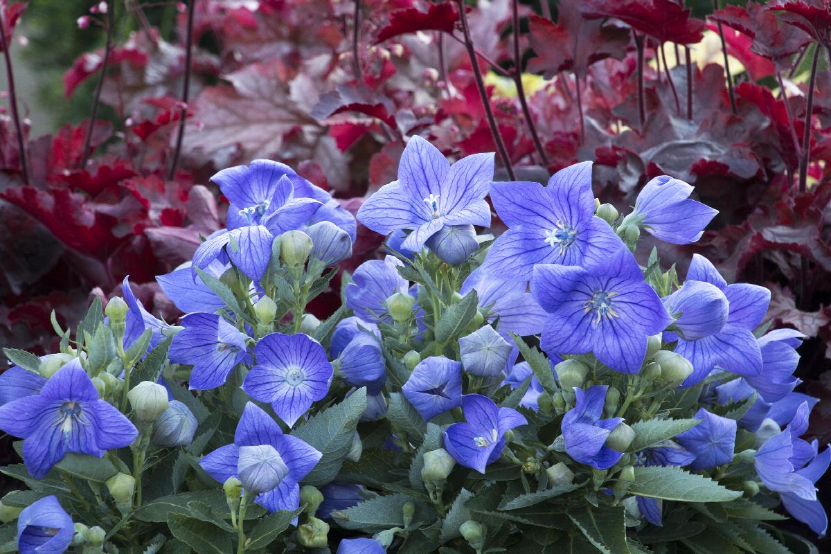 balloon flower (Platycodon grandiflorus